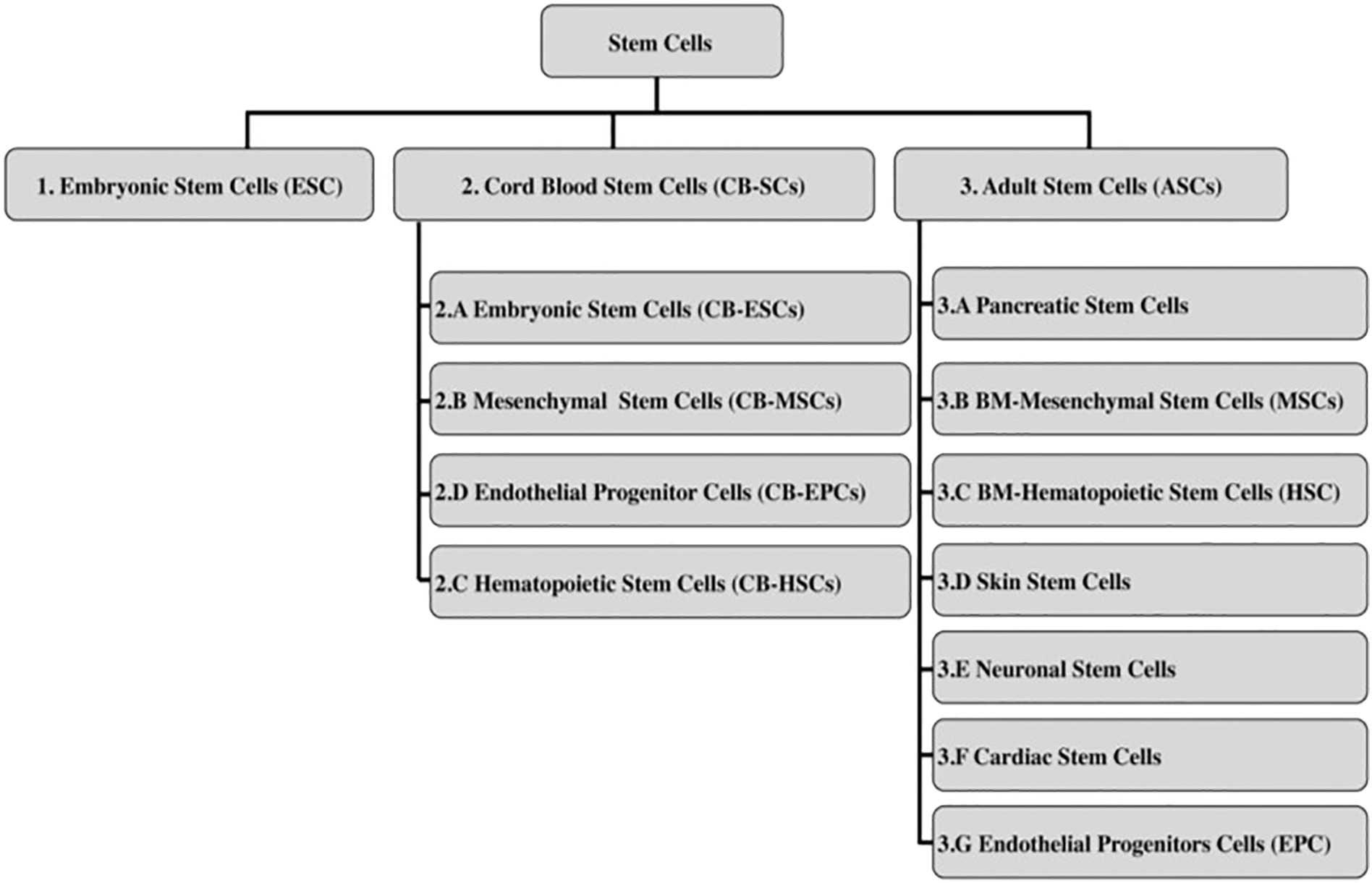 圖2:干細胞分類(lèi) 圖2:干細胞分類(lèi)