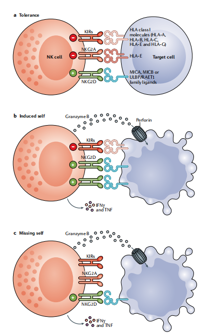圖?8?NK細胞通過(guò)平衡信號對病毒性感染和轉化細胞作出反應。