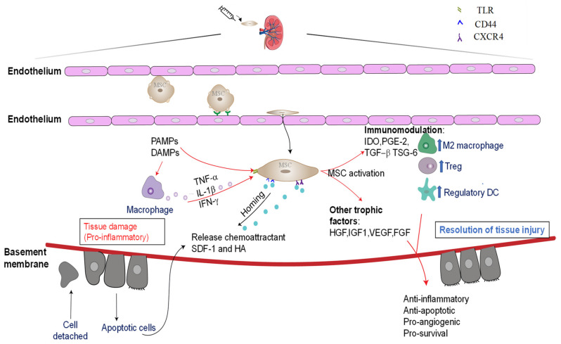 圖3：通過(guò)免疫調節和嗜性因子分泌介導的骨髓間充質(zhì)干細胞的腎臟保護作用。