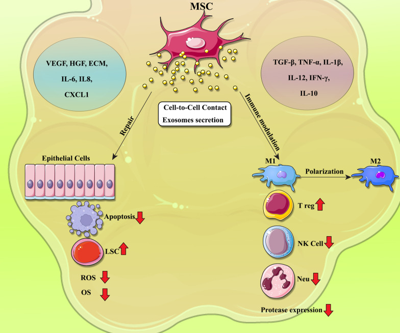 圖1：間充質(zhì)干細胞?(MSCs)?在COPD中調節炎癥和肺組織修復的機制