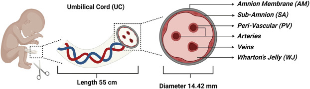 圖1：代表四個(gè)主要隔間的臍帶 (UC) 的示意圖：
