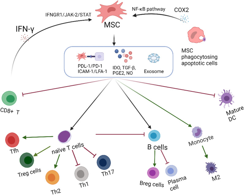 間充質(zhì)干細胞的免疫抑制機制