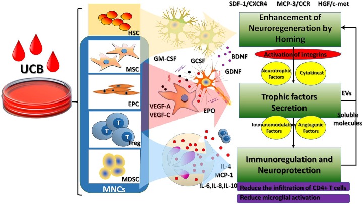 臍帶血主要細胞成分對腦性癱瘓的治療作用及相關(guān)機制?