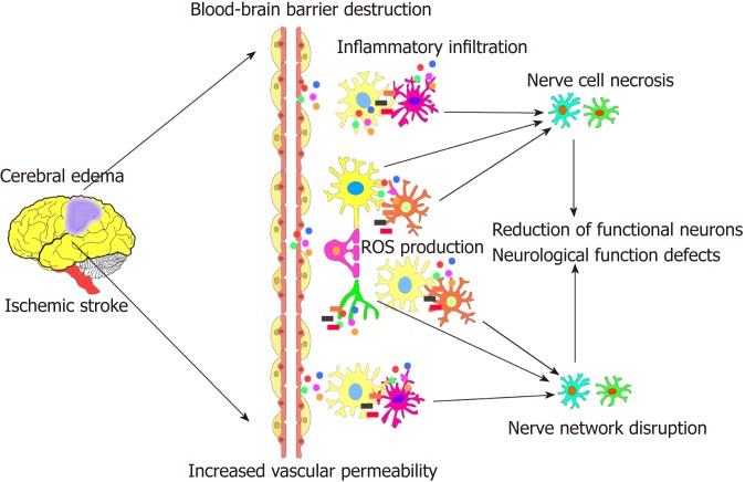 圖1：腦缺血性中風(fēng)的病理過(guò)程。