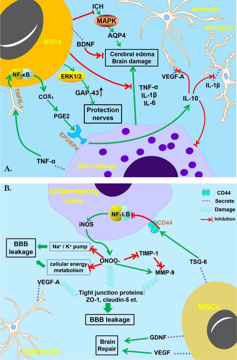 圖2：間充質(zhì)干細胞治療腦出血的機制。
