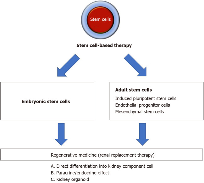 圖1：間充質(zhì)干細胞治療腎病疾病的概述。
