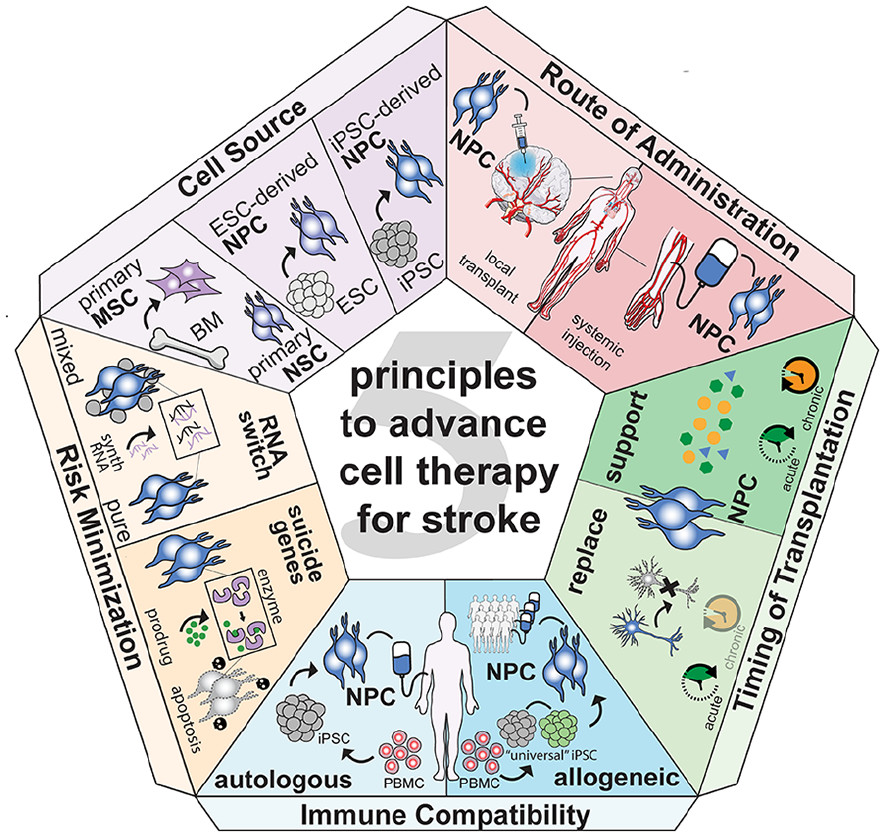 圖1：推進(jìn)中風(fēng)細胞治療的五項原則。