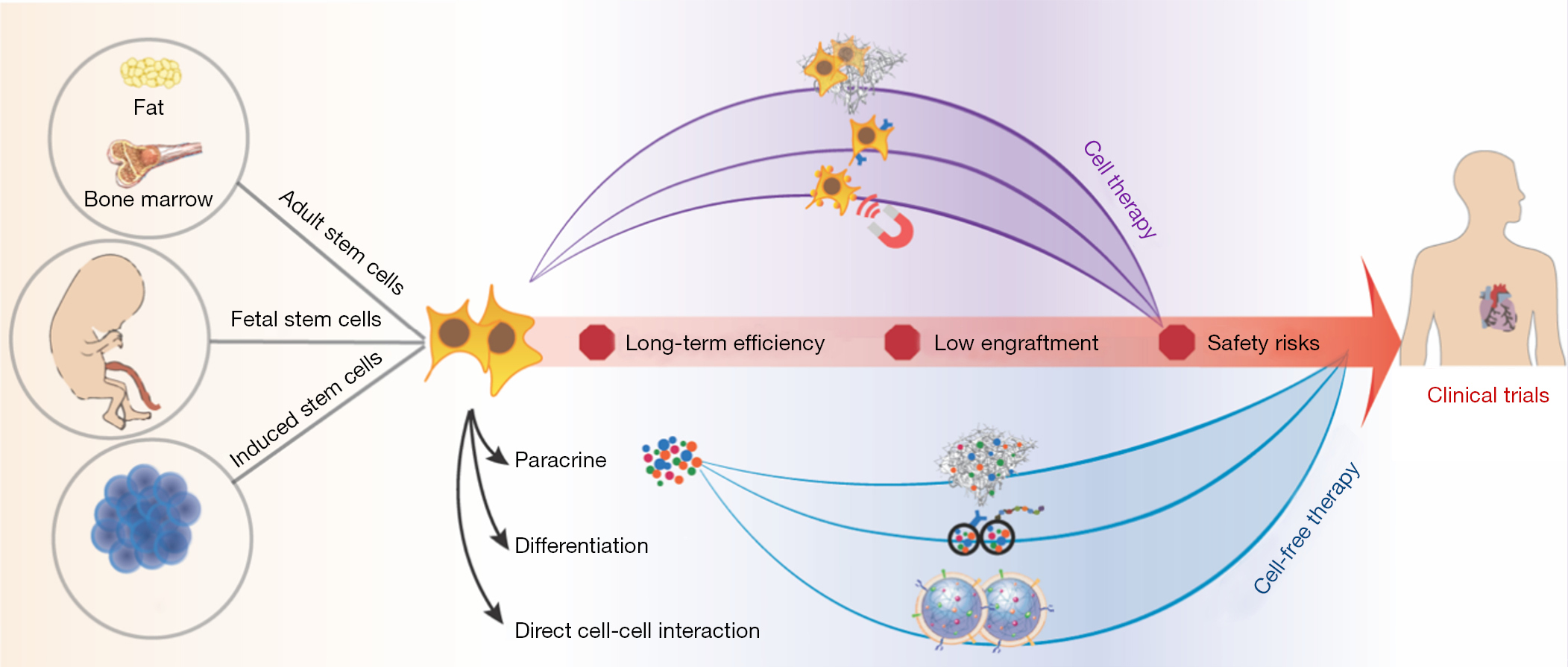 圖1：加速干細胞療法臨床轉化的生物工程策略。