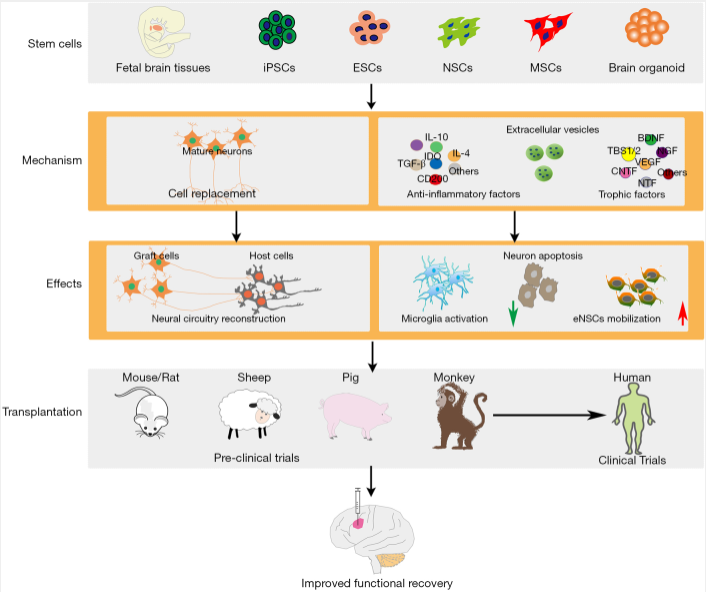 圖1：干細胞類(lèi)型及治療缺血性腦損傷的治療機制。