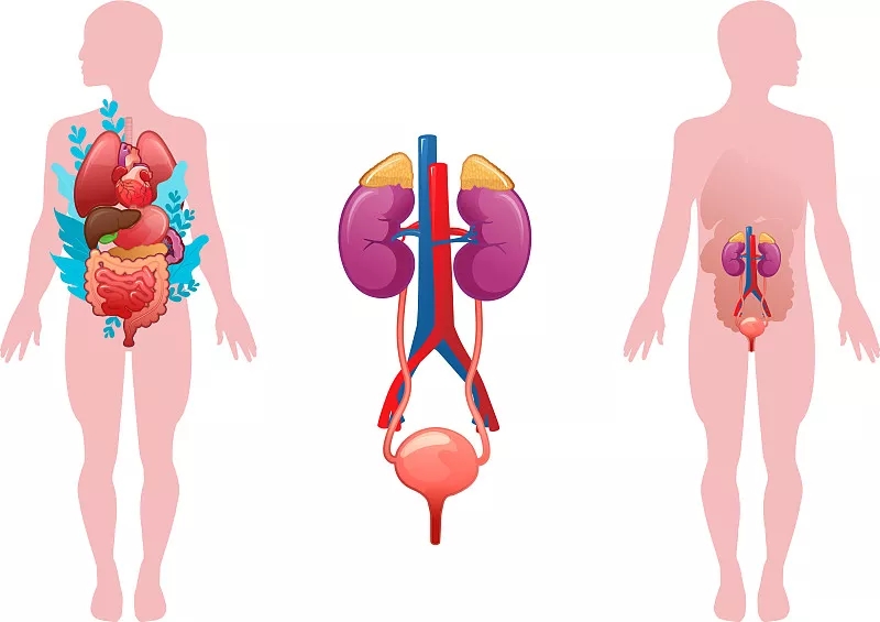 干細胞療法治療泌尿系統疾病 干細胞療法治療泌尿系統疾病