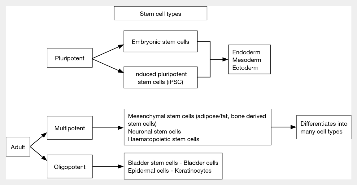 圖1:干細胞:類(lèi)型和特征 圖1:干細胞:類(lèi)型和特征