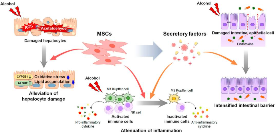 間充質(zhì)干細胞和間充質(zhì)干細胞衍生因子對酒精性肝病進(jìn)展的影響（圖2）。