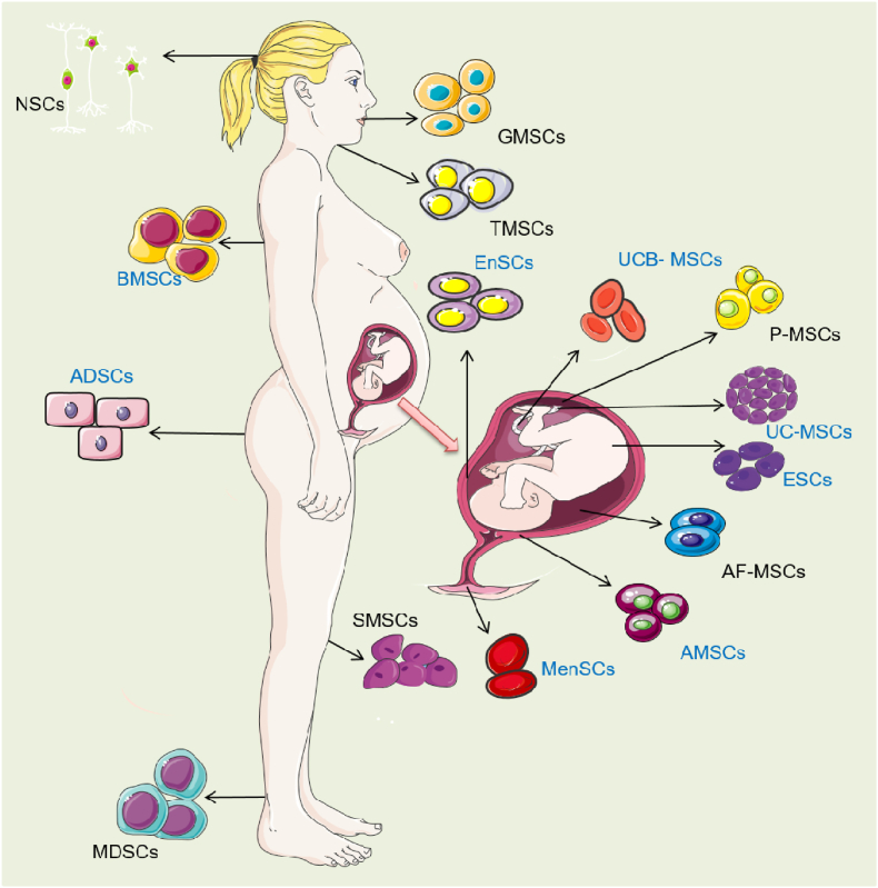 可治療子宮內膜損傷的干細胞類(lèi)型