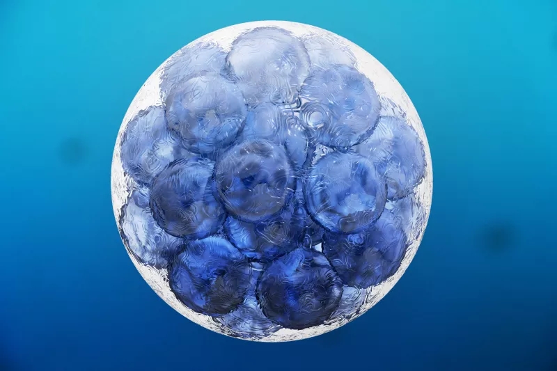 什么是組織干細胞？