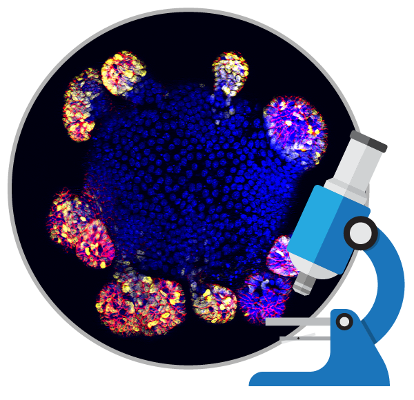 消除所謂的干細胞療法是真的包治百病的神話(huà)！