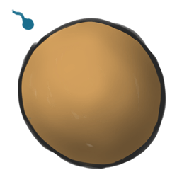 1. 人類(lèi)卵子受精。