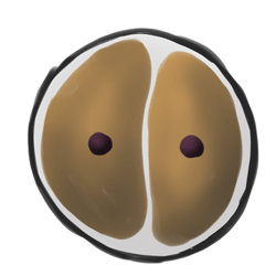 2. 卵子開(kāi)始分裂產(chǎn)生新的細胞。