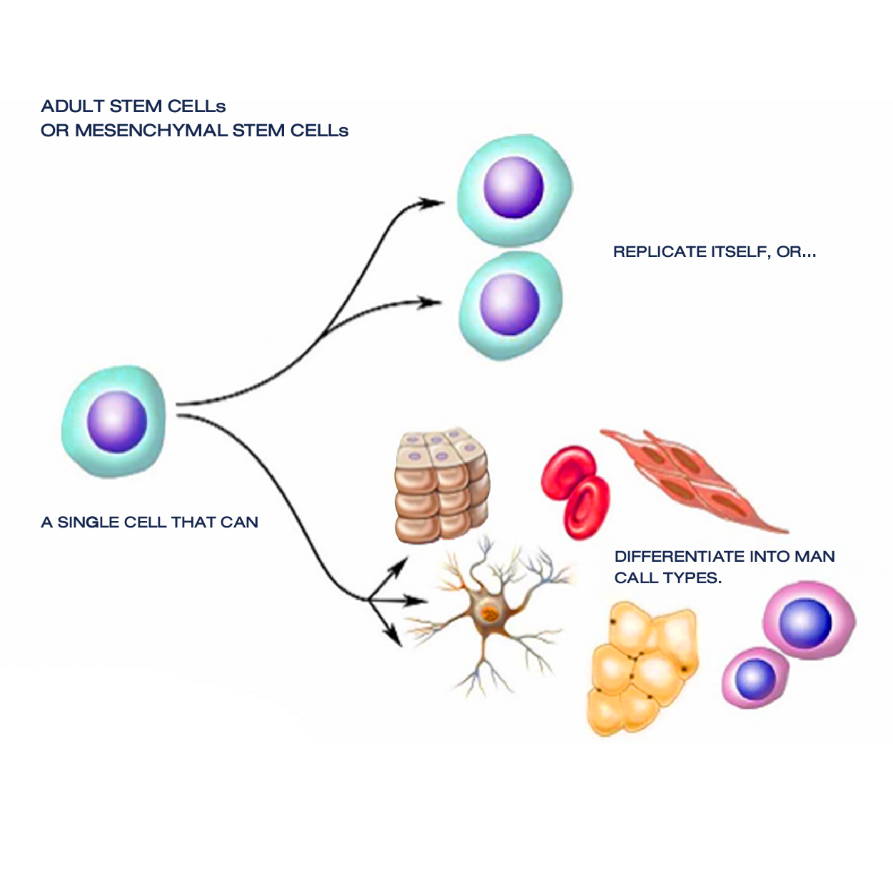 成體干細胞或間充質(zhì)干細胞