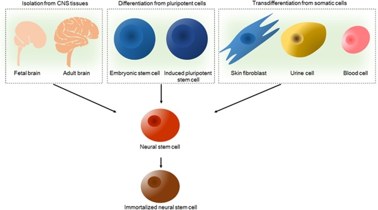 圖2：神經(jīng)干細胞的來(lái)源