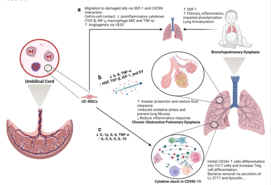 間充質(zhì)干細胞是治療肺部疾病的良好候選者
