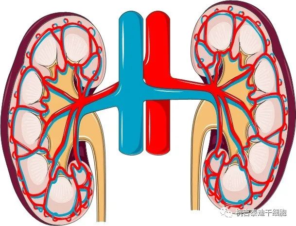 腎臟疾?。焊杉毎煼ㄈ绾螌ζ涮峁椭?？
