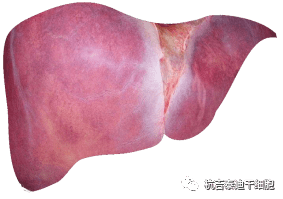 干細胞如何治療慢性肝??？