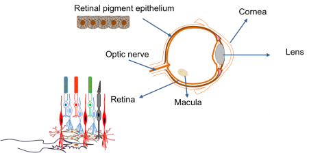 眼睛:?由不同細胞類(lèi)型層組成的復雜器官