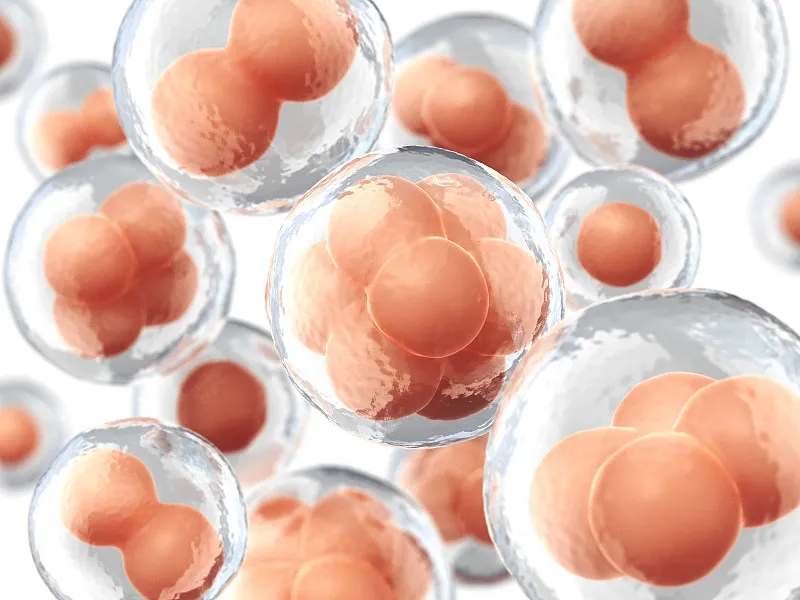 為什么要進(jìn)行干細胞移植