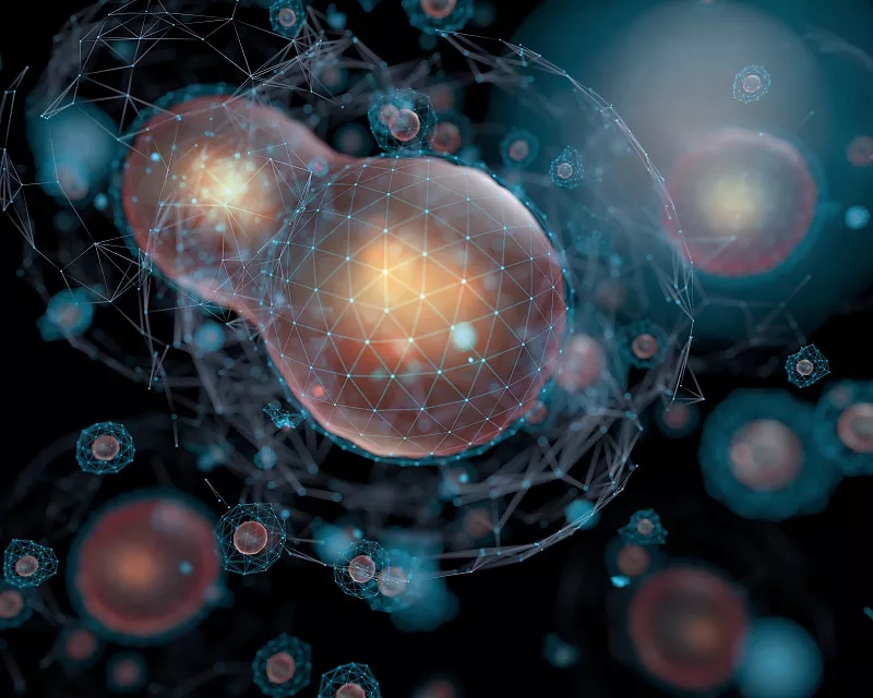 為什么對干細胞有爭議？