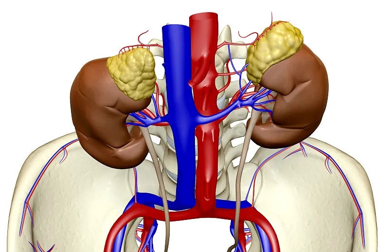 為什么要選擇干細胞治療而不是腎移植？
