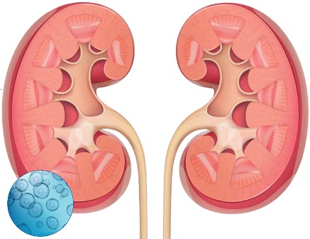 都有哪些干細胞類(lèi)型應用到腎臟疾病當中？