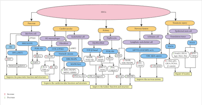 圖1：MSCs在個(gè)體靶組織或細胞中調節不同的信號通路，進(jìn)而調節細胞因子的分泌水平，最終改善靶組織的功能和結構。