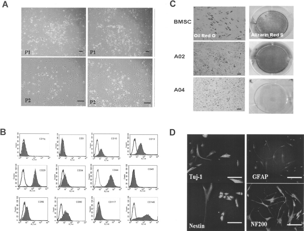 圖2：源自人子宮內膜息肉 (EPMSC) 的MSC