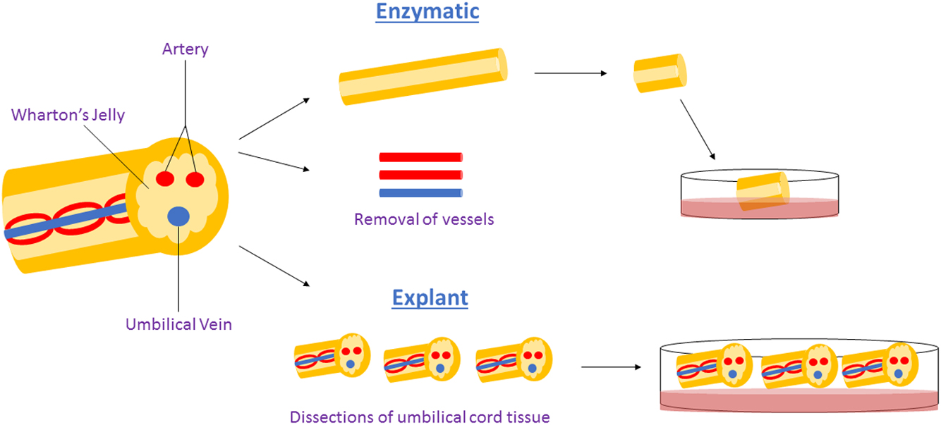 圖1：用于獲得WJ-MSCs沃頓氏膠質(zhì)間充質(zhì)干細胞的酶法與外植體法。