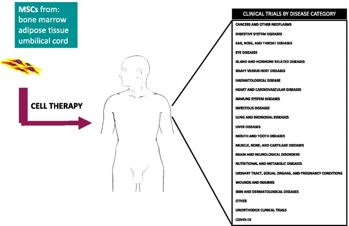 間充質(zhì)干細胞的臨床試驗呈指數增長(cháng)：近六年來(lái)進(jìn)展如何？