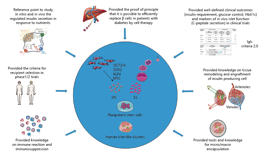 圖2：胰島移植對1型糖尿病干細胞衍生β細胞療法的貢獻。