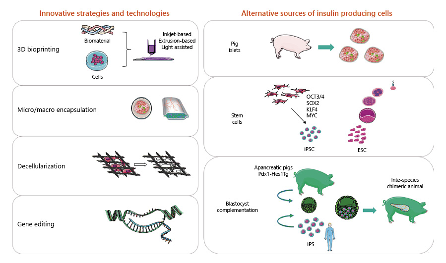 圖1：用于替代β細胞的胰島素生成細胞的創(chuàng  )新技術(shù)和替代來(lái)源。