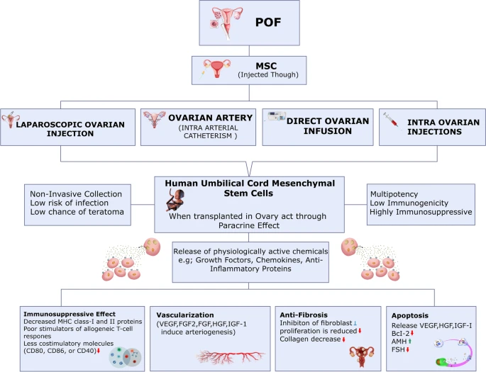 使用干細胞治療卵巢損傷的擬議機制。