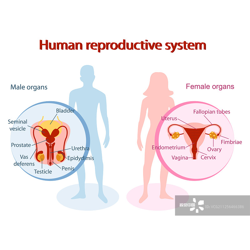 生殖學(xué)中的干細胞療法 生殖學(xué)中的干細胞療法