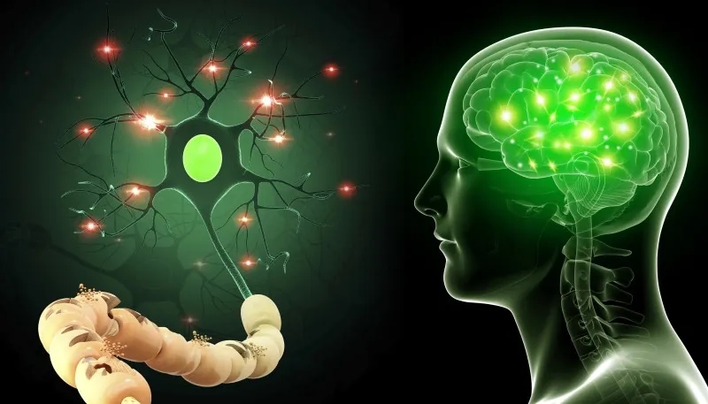 用于神經(jīng)系統疾病的干細胞