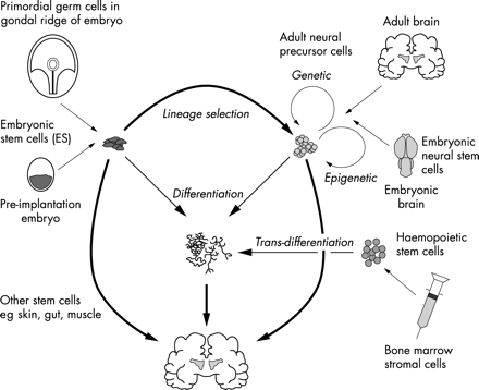 不同類(lèi)型的干細胞