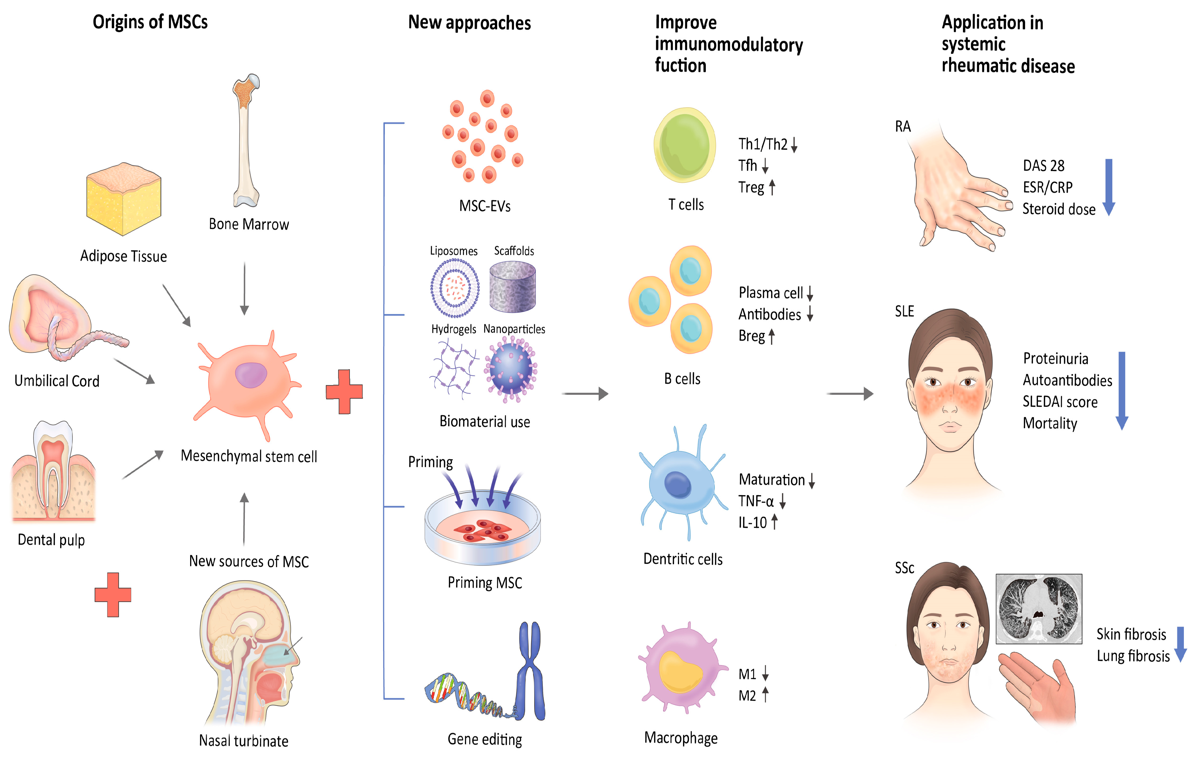 圖1：應對間充質(zhì)干細胞治療風(fēng)濕性疾病挑戰的新策略