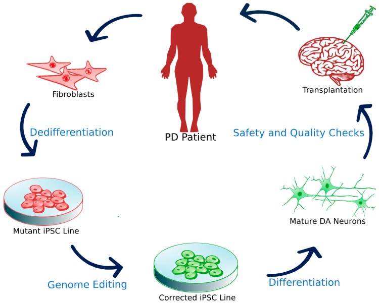 圖3：誘導多能干細胞移植。