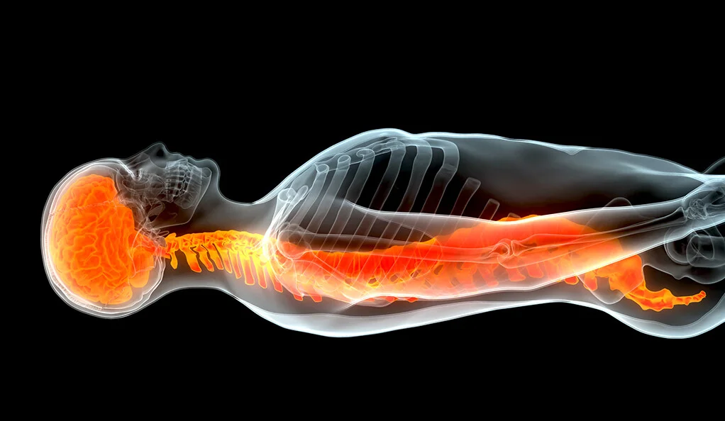 耶魯大學(xué)科學(xué)家利用患者自身的干細胞修復受傷的脊髓