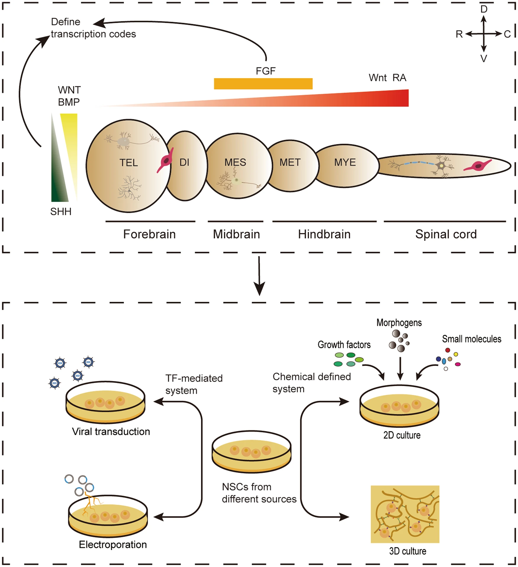 圖3：神經(jīng)譜系亞型規范的神經(jīng)發(fā)育原理，指導不同來(lái)源的NSC在體外定向分化。