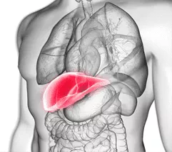 是什么原因導致肝損傷？