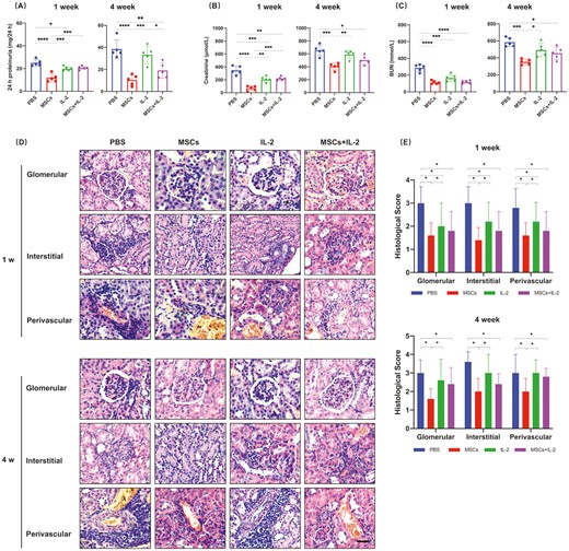 圖2：UC-MSCs治療可長(cháng)期緩解腎損傷