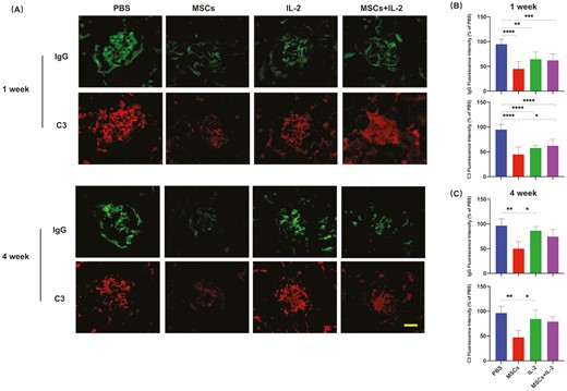圖3：UC-MSCs治療維持了對免疫復合物沉積的長(cháng)期抑制