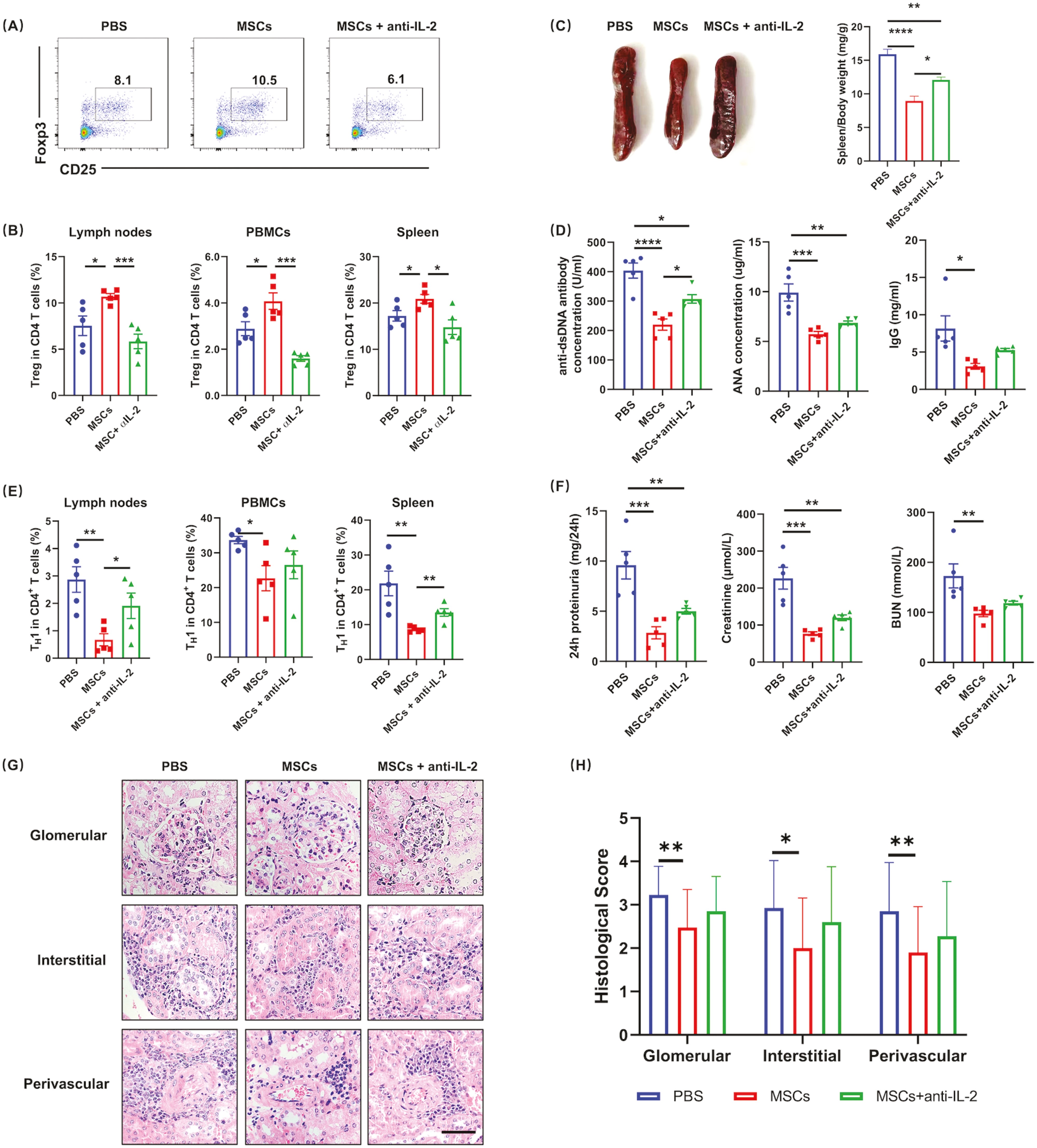 圖6：IL-2的中和顯著(zhù)損害了MSC對SLE的治療效果