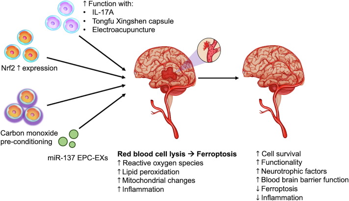 圖1：該圖說(shuō)明了干細胞治療出血性中風(fēng)的進(jìn)展